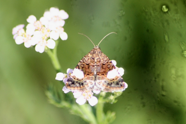 Falena 2 da ID - Tyta luctuosa